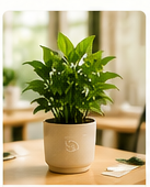 Plant Gifts - Living greenery for desks, homes and lasting impact.
